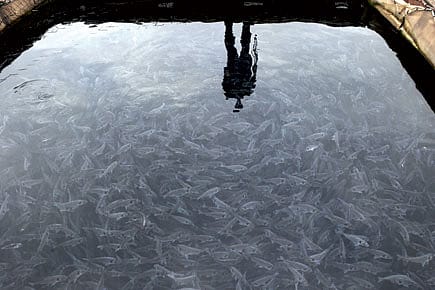 India’s Big Aquacultural Opportunity