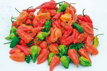 Thunder from the Northeast