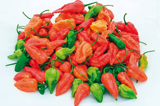 Thunder from the Northeast