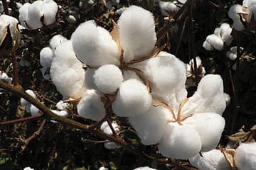 Why Citi Really Cannot Sleep