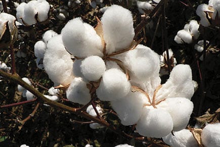 Why Citi Really Cannot Sleep