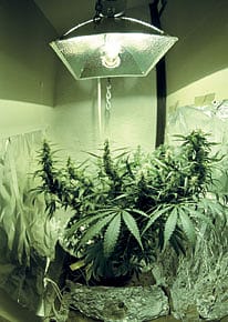 Marijuana Myths and the Mass Market