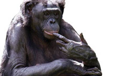 The Bonobo Shake