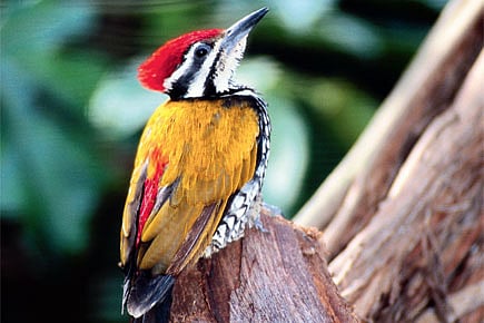 That Bird in the Bush