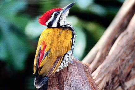 That Bird in the Bush