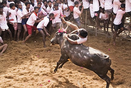 The Taming of the Bull