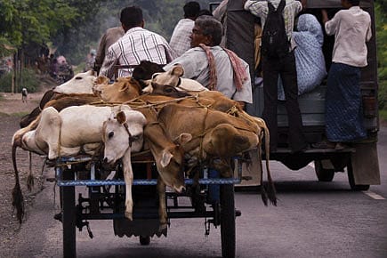 The Crossborder Cattle Caravan