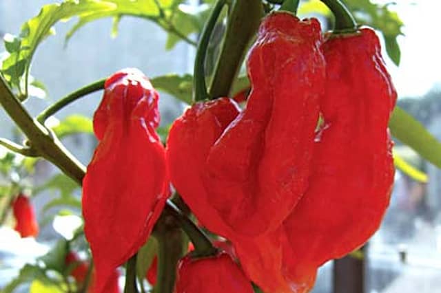 Chilli to Beat the Siachen Chill