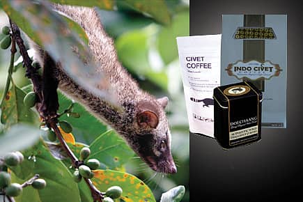 A Cup of Civetised Coffee