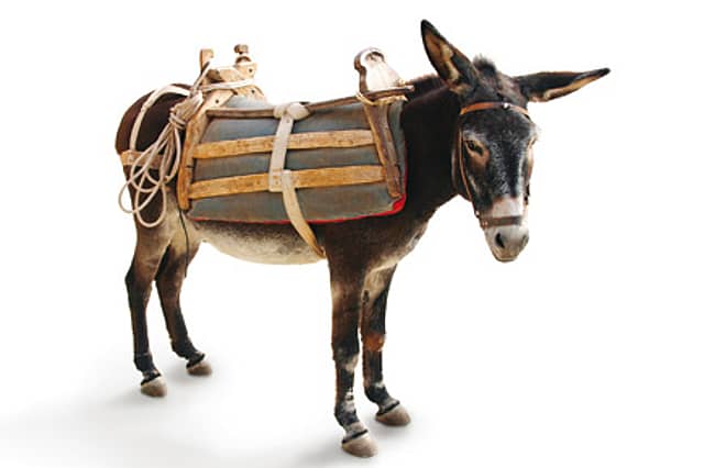 Clip Clop Chronicles