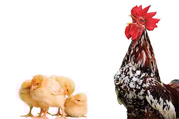 War on the Male of the Species