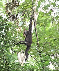 The Descent of Ape