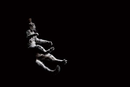 Who Exactly Is Cruel Here?