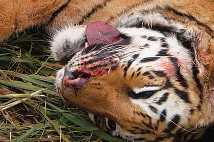 Who’s Killing the Corbett Tigers?