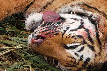 Who’s Killing the Corbett Tigers?