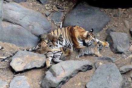 Killing Panna’s Poster Cubs