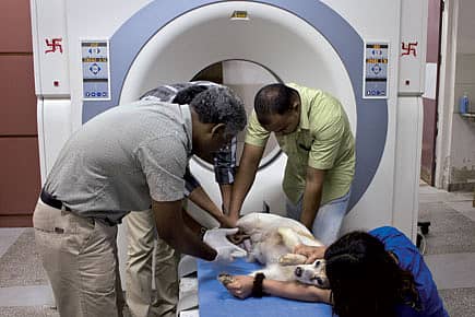 The Place to Fix Dog Cancer