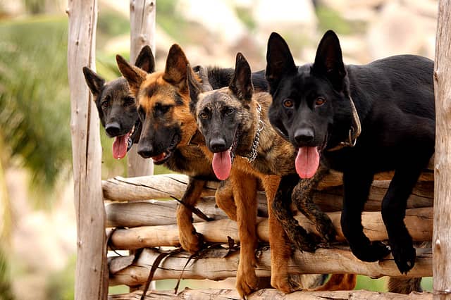 Dogs of War