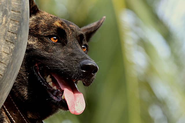 A workable solution for Gurgaon’s stray dog problem