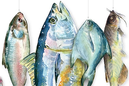 Something Fishy