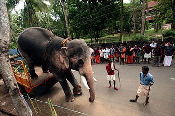The One-Eyed Star Elephant of Kerala