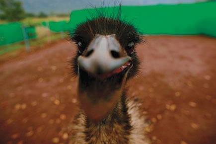 Grow Emus, Young Man