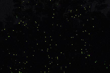 Firefly Season