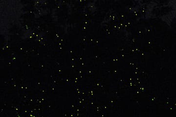 Firefly Season