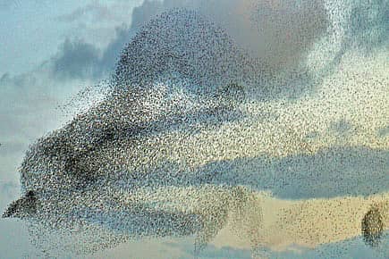 Flock Theory and the Synchronies of Nature