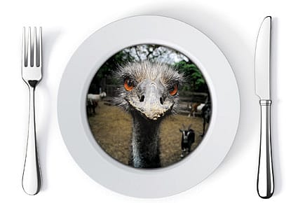 My Experiments with the Emu