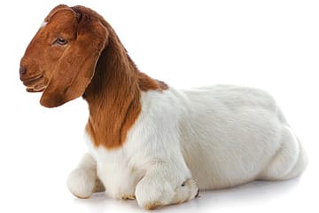 Revenge of the Goats