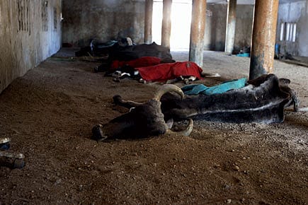 Out to Save Holy Cows Out to Save Holy Cows