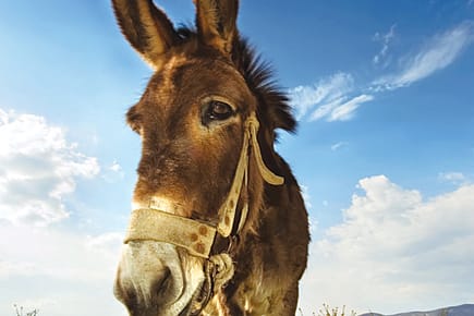 Mullah Nasruddin’s Donkey Mullah Nasruddin’s Donkey