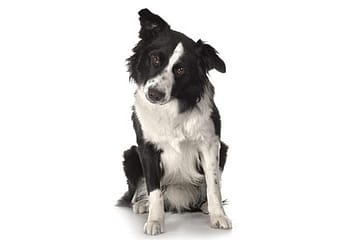 Ma’am, My Dog Did My Homework