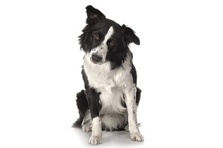 Ma’am, My Dog Did My Homework