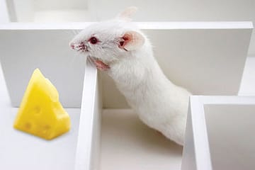 To Think or Not to Think