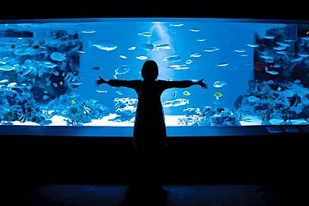 In the Mood to Order that Salmon?