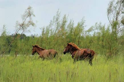 Warhorses Gone Wild