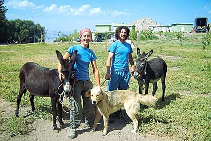 A Case of Braying Guests A Case of Braying Guests