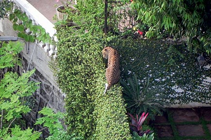 The Leopard in My Backyard