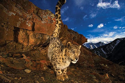 Cat among the People