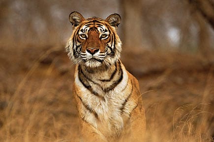 The Tigress Who Stalks