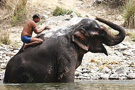 Elephant and the Mahout
