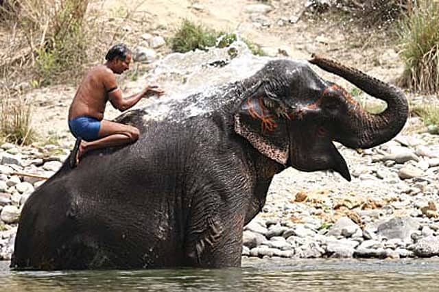 Elephant and the Mahout