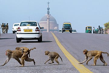 Do We Really Need a Capital?