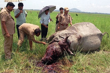 Green versus Red Green versus Red
