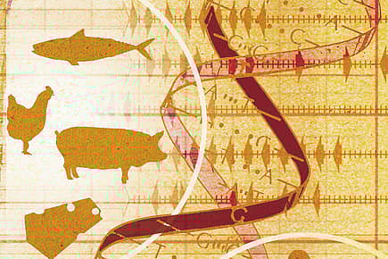 The Future of Meat