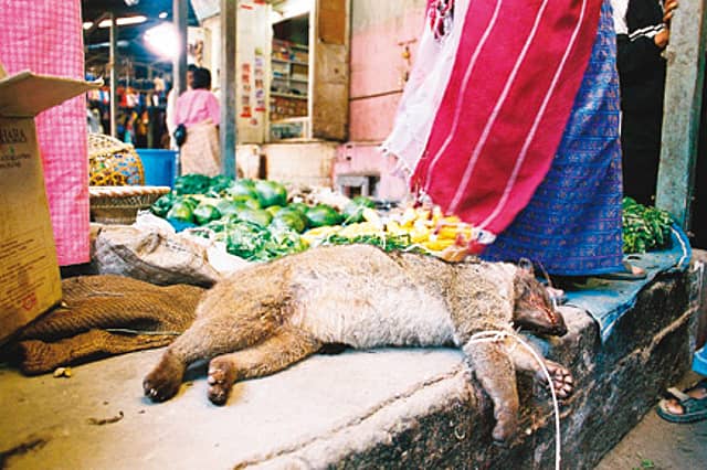 On the Wild Meat Trail