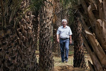 Money Grows on Trees