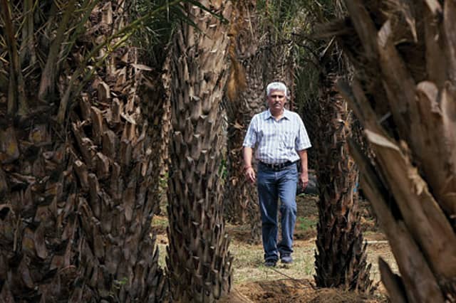 Money Grows on Trees